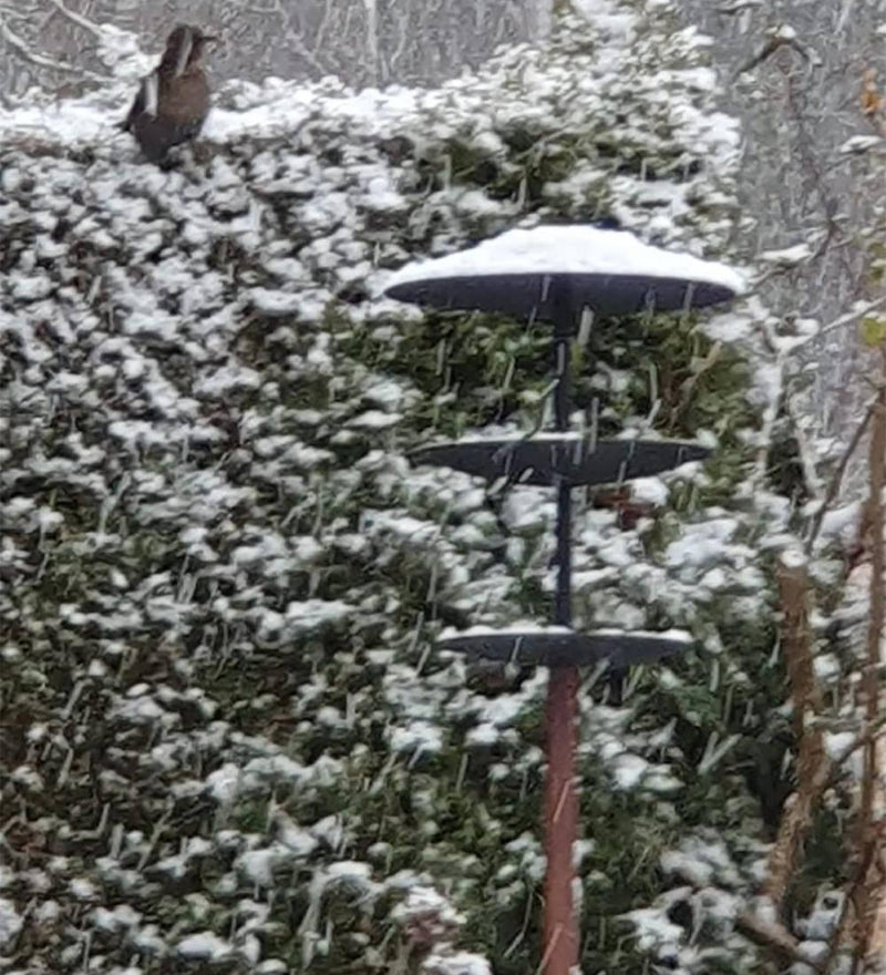 Szene mit GREIF Vogelhaus