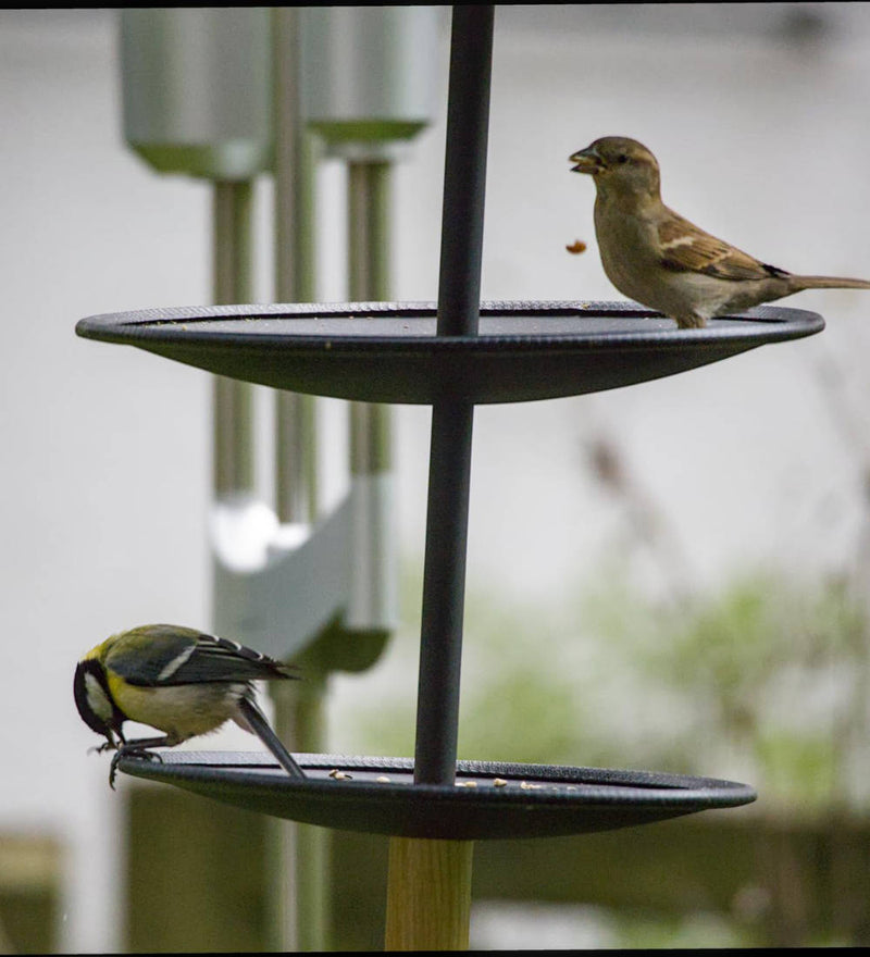 Szene mit GREIF Vogelhaus